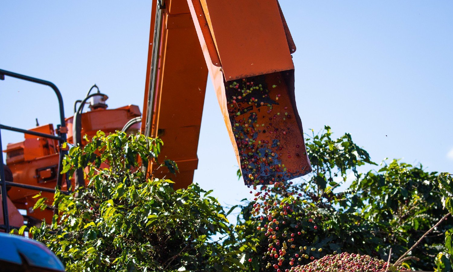 Venda de café da safra 2022/23 do Brasil atinge 32%