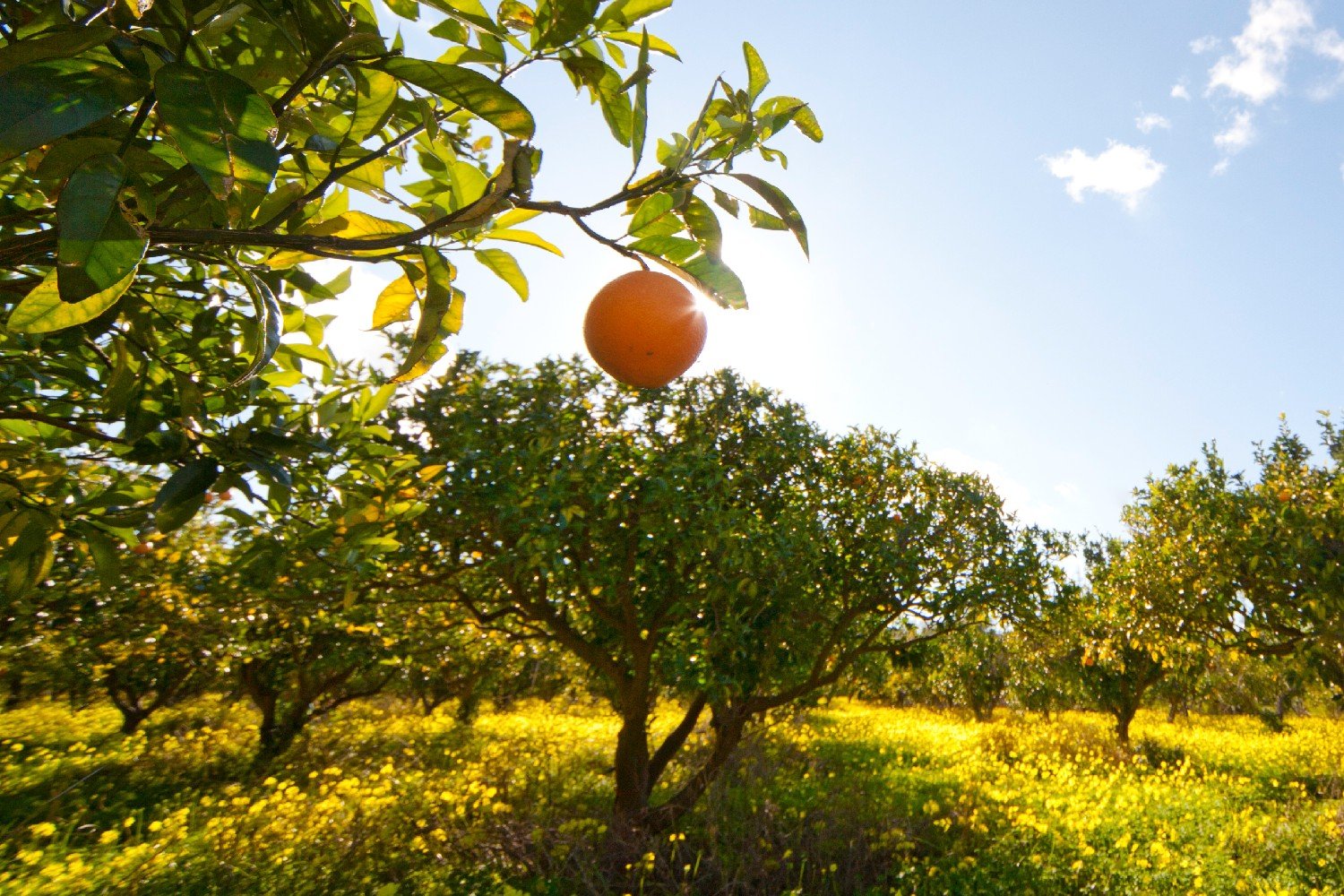 Entenda por que o suco de laranja deve ficar mais caro