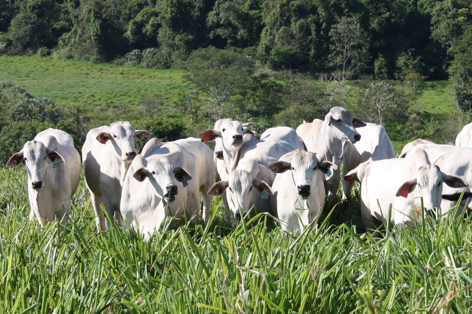 megatendências que vão revolucionar a cadeia produtiva da carne bovina Rural Centro