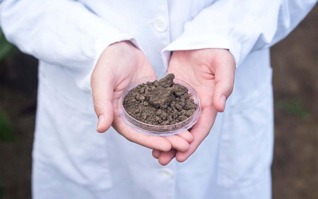 A importância da análise microbiológica de solo para a agricultura