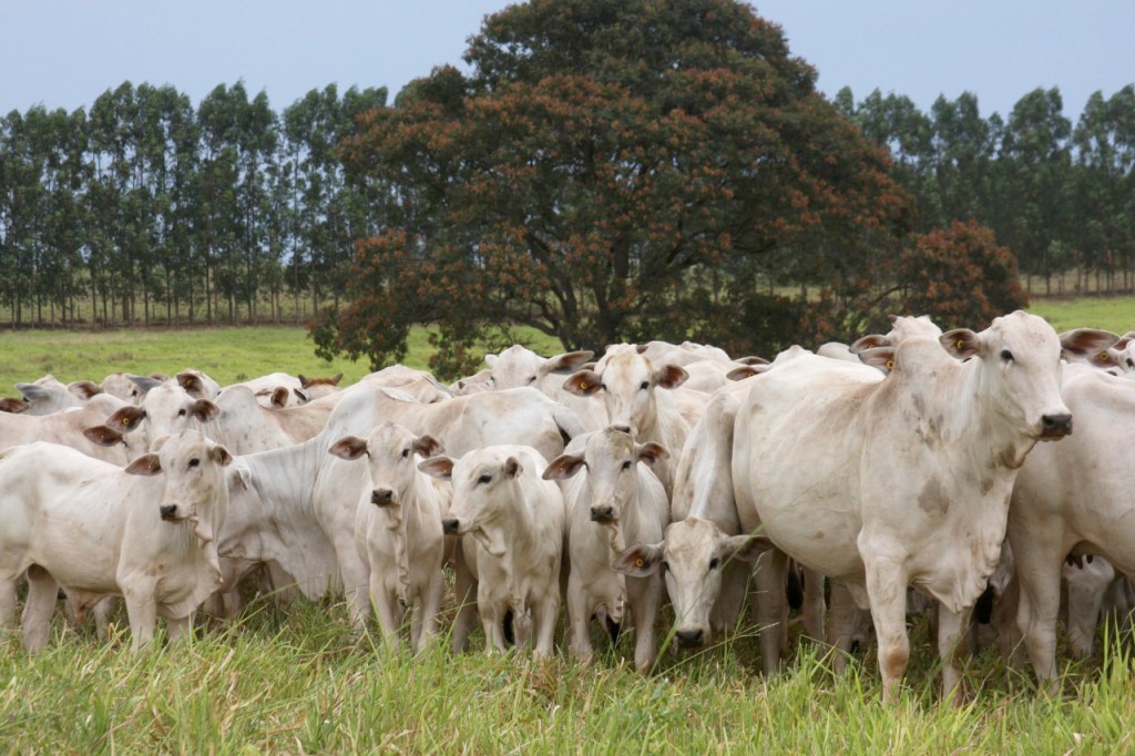 ANCP apresenta ao mercado quatro novos índices bioeconômicos