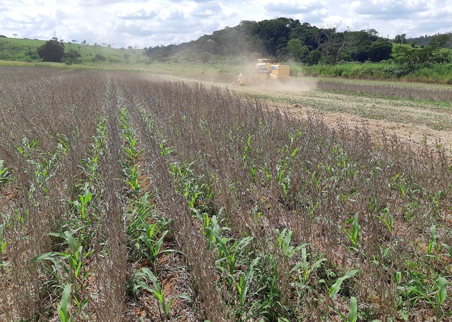 Embrapa apresenta estratégia de produção de milho segunda safra no Show Rural