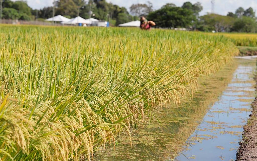 Pesquisadores criaram arroz de ciclo precoce que gasta 8% menos água