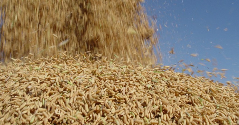Preço do arroz sobe 21% no início de 2022, diz Cepea