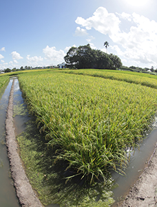 Pesquisadores desenvolvem arroz de ciclo precoce que consome 8% menos água