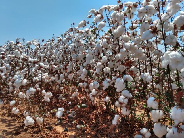 Embrapa e Fundação Bahia lançam cultivar de algodão resistente a ramulária