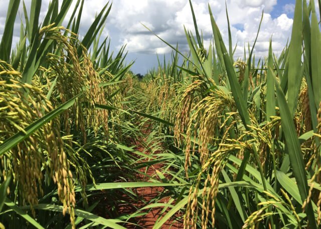 Arroz de terras altas é usado para diversificar produção no Cerrado