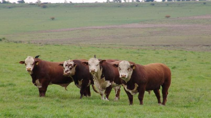 Embrapa: Cereais de inverno ganham espaço na nutrição de bovinos para carnes nobres