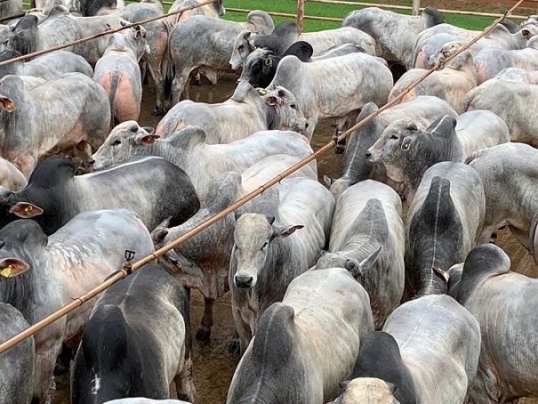 Redução do ICMS nas operações interestaduais com gado bovino é garantida pelo Governo de Rondônia