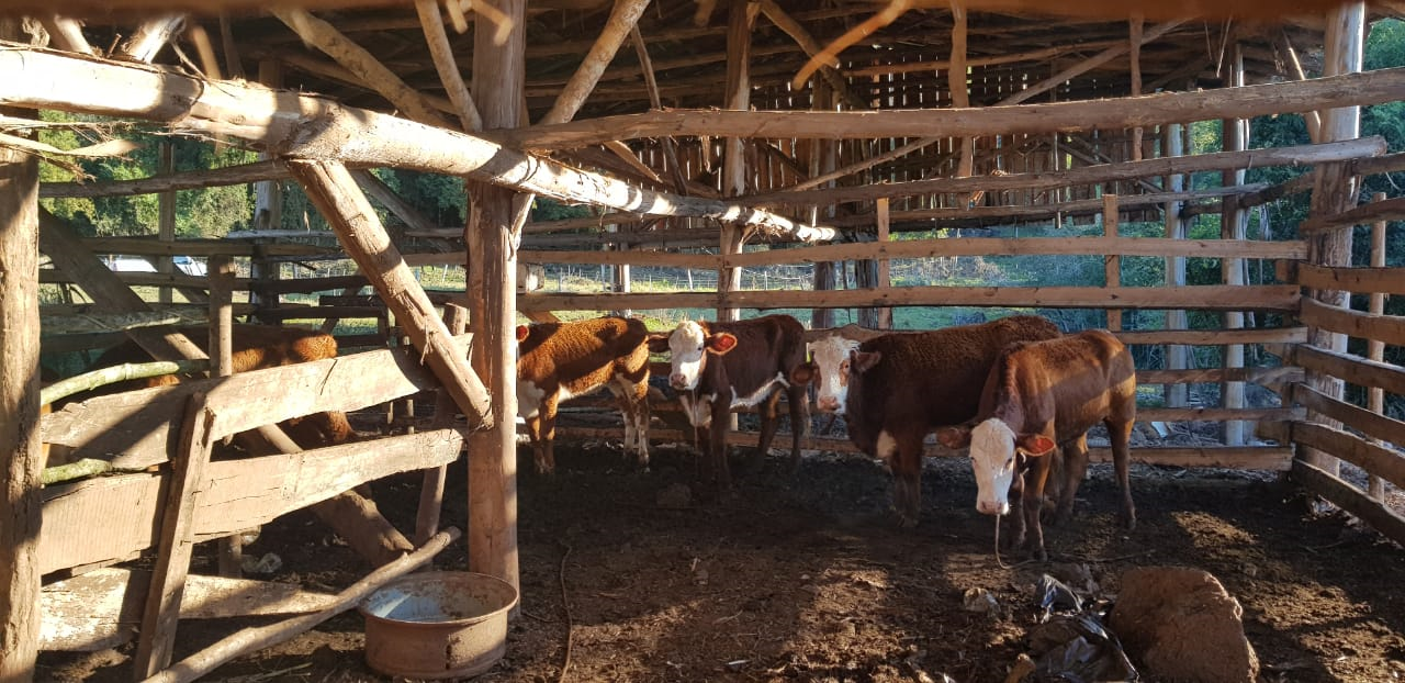 Fiscais agropecuários da SEAPDR e BM flagram contrabando de bovinos