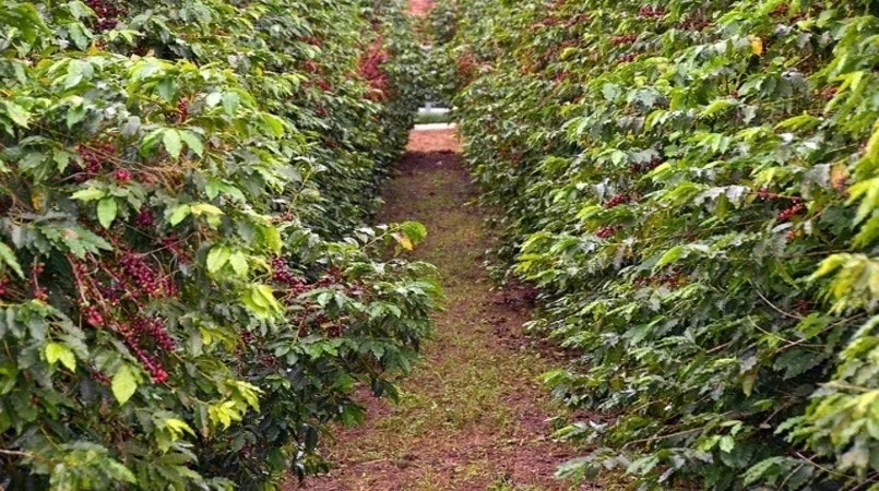 Safra de café 2022 pode chegar a 53,4 milhões de sacas, diz Conab