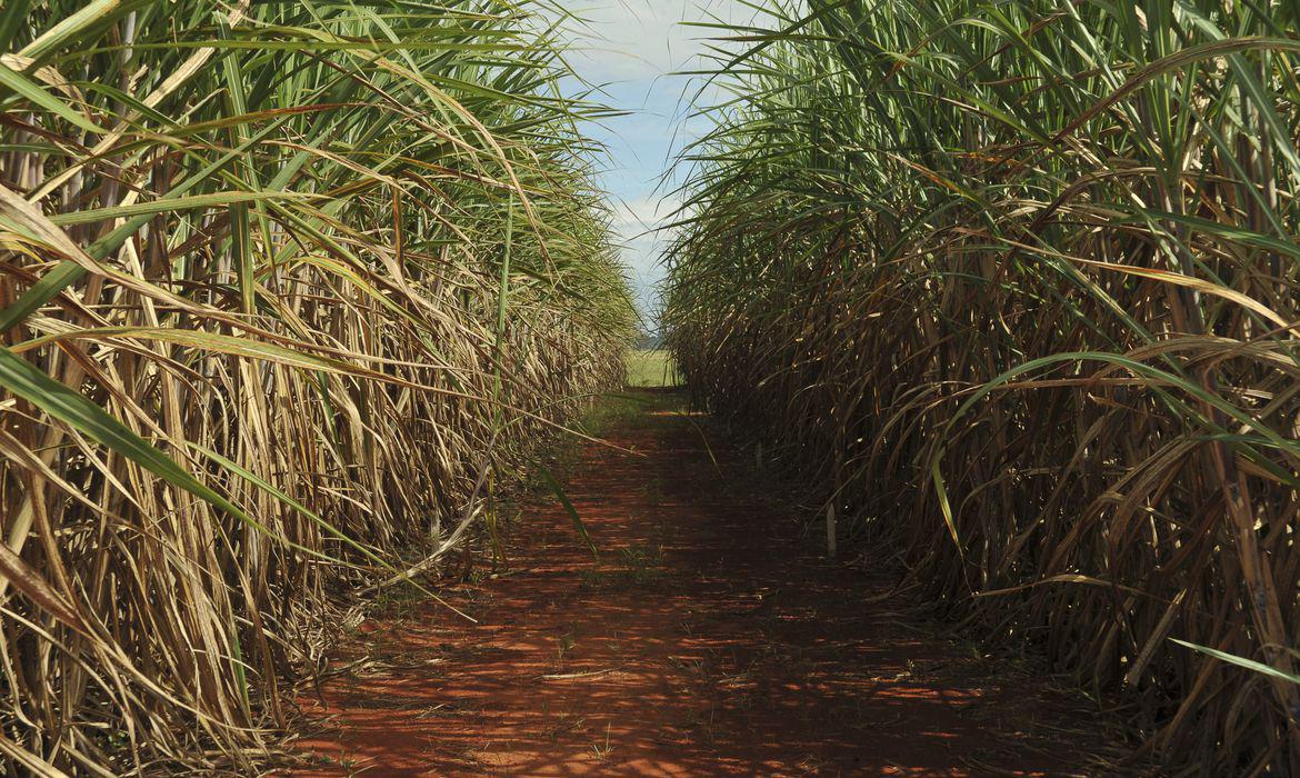 Safra de cana-de-açúcar do Brasil deve cair quase 10%