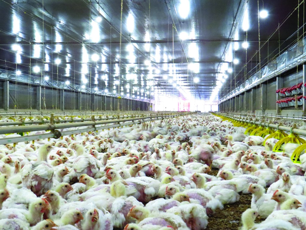 Agroconnect mede nível de estresse térmico das aves e contribui para ações preventivas em aviários catarinenses