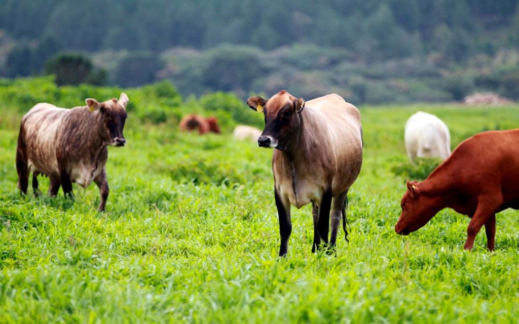 Manejo do rebanho de bovinos é beneficiado com volta das chuvas