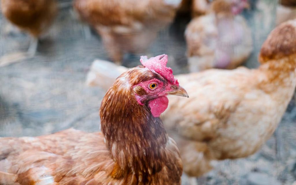 Frango: Preços do vivo e dos grãos têm alta semelhante e relação de troca continua estável