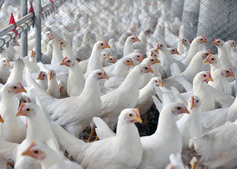 Frigoríficos testam procedimentos de modernização do abate de frangos