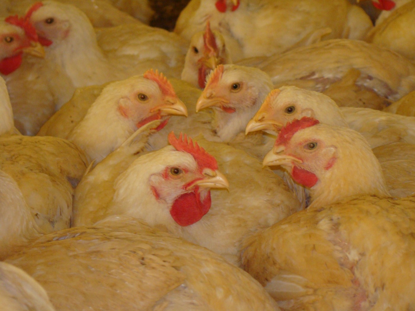 Milho rico em flavonóides deixa frangos mais saudáveis