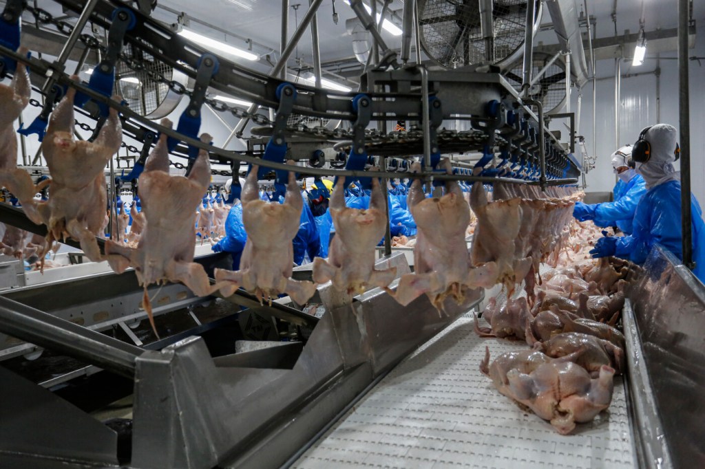 Orgânicos em grande escala são realidade