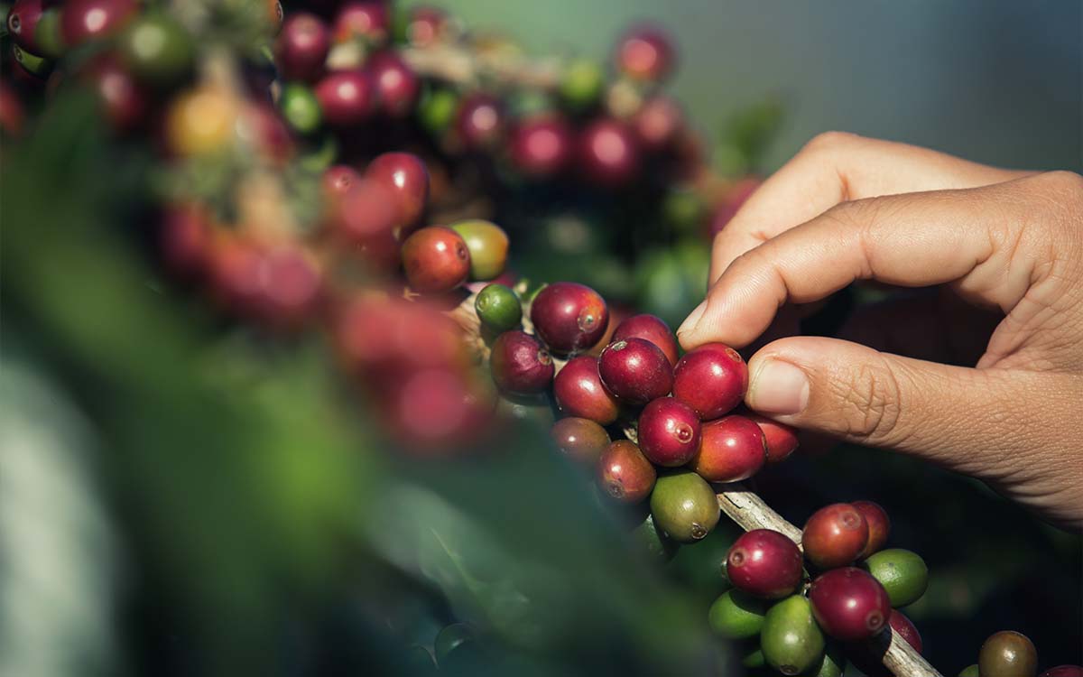 Produtores de café evitam prejuízos com instabilidades energéticas usando motores elétricos