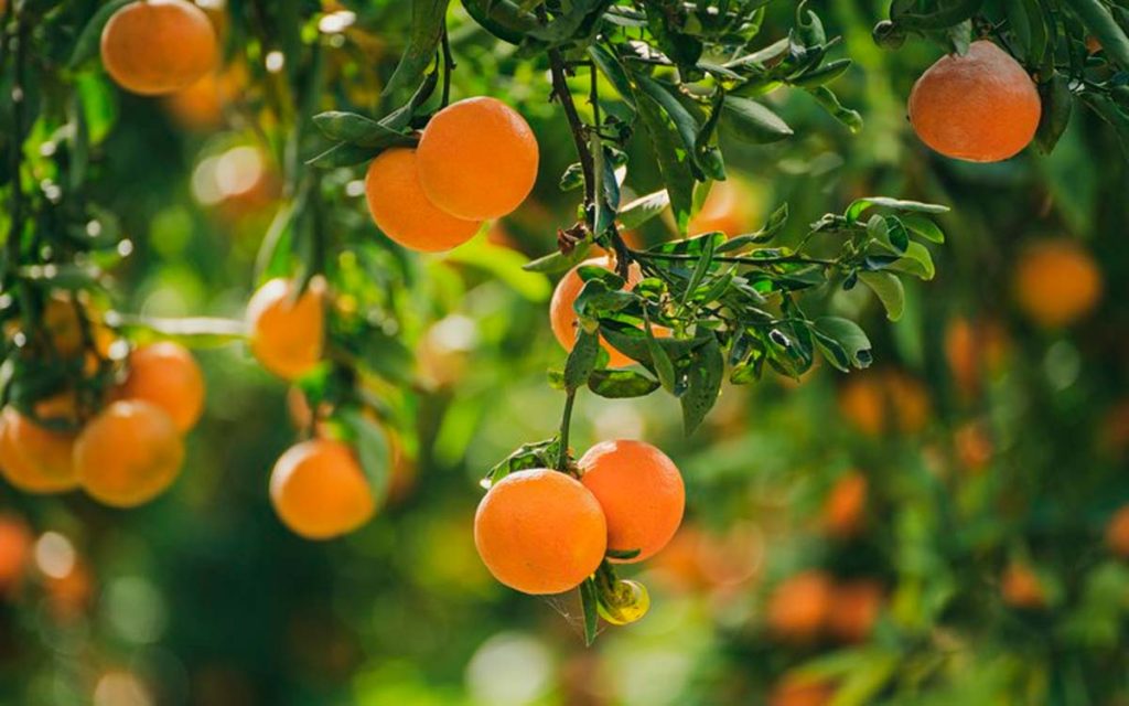 Frutas cítricas: Chuvas aumentam qualidade e sustentam valores