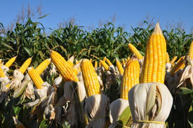 Ministério da Agricultura monitora enfezamentos do milho em campo