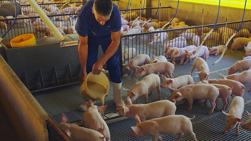 Premiação anual valoriza suinocultores e incentiva melhoria de resultados