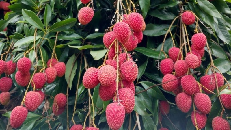 Frutas paranaenses ganham mercado internacional