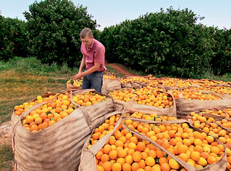 Preço da laranja cai em janeiro com menor demanda, diz Conab