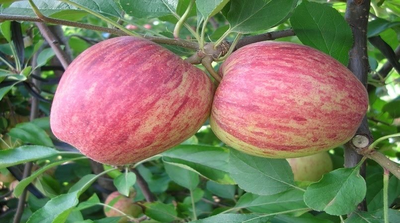 Mapa monitora resíduos de agrotóxicos na safra de maçã de SC e do RS