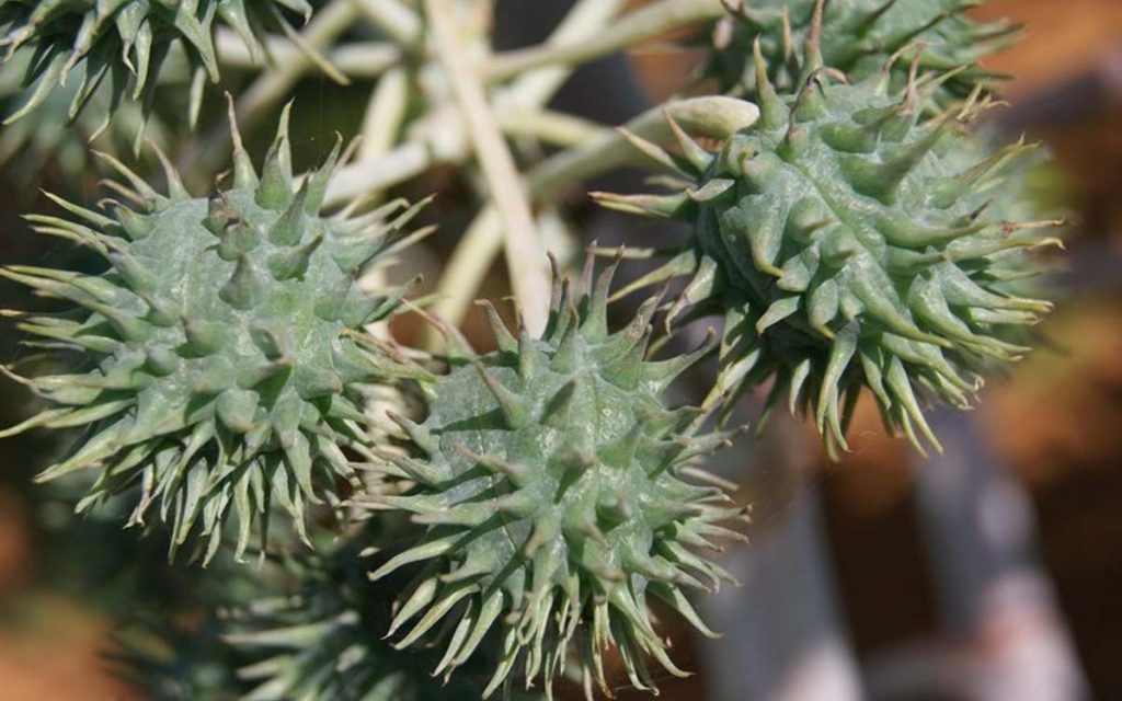 Zarc para o cultivo da mamona na safra 2022/2023 foi divulgado