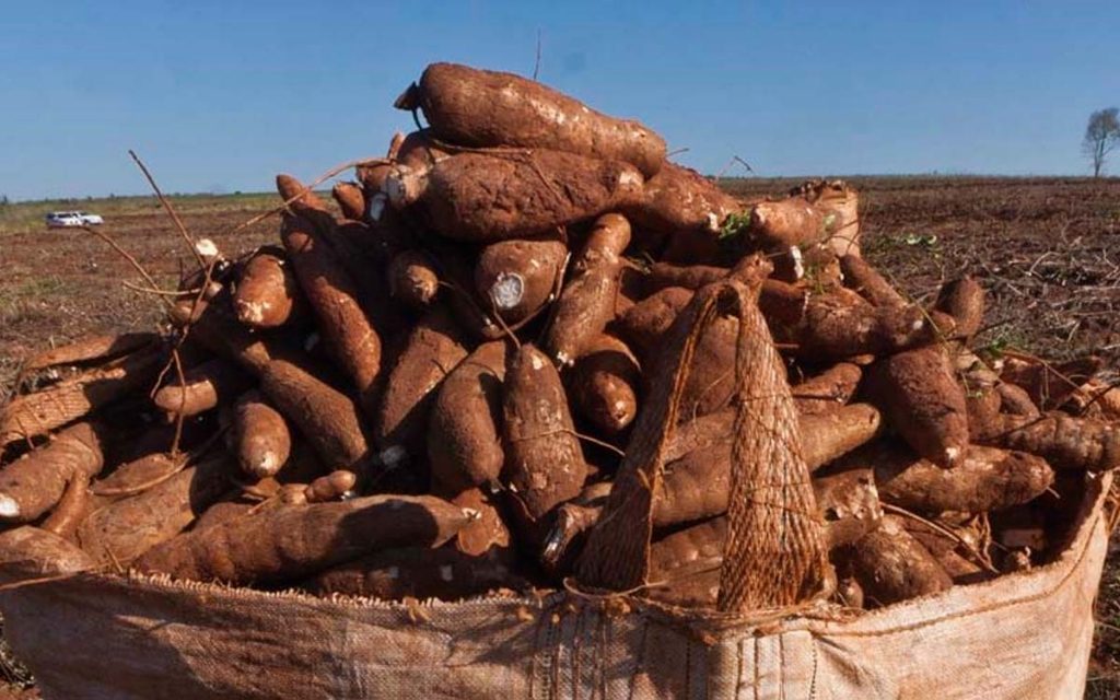 Mandioca alcança melhor lucratividade que a soja