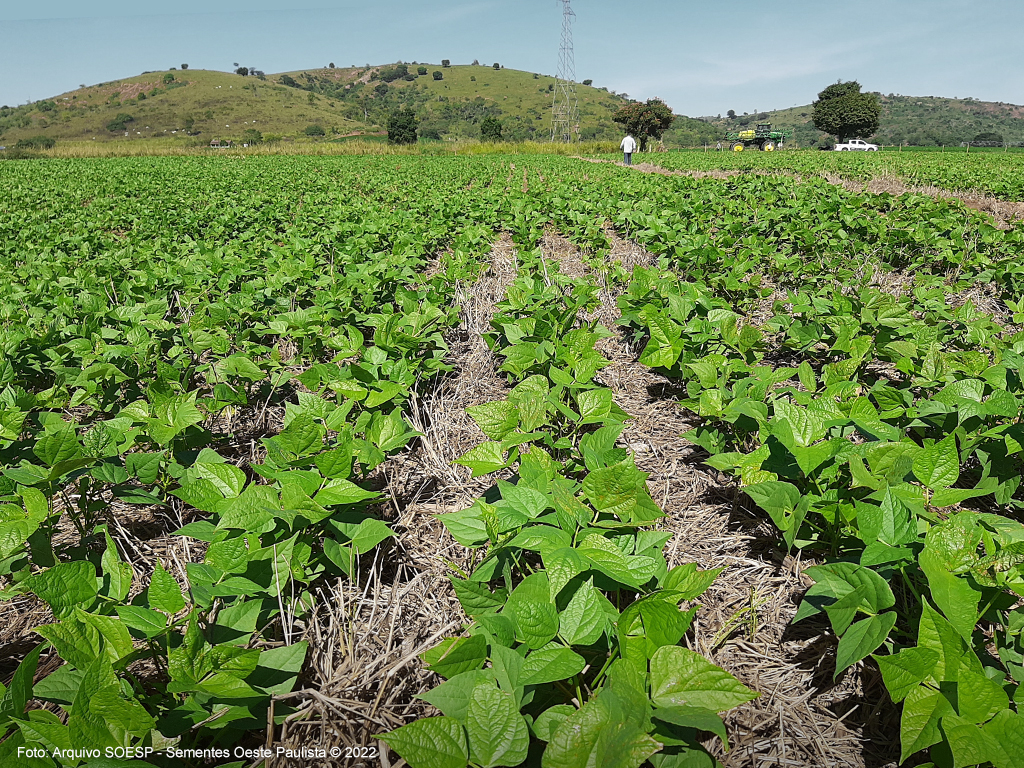 Conservação do solo é fundamental para manutenção da produção de alimentos