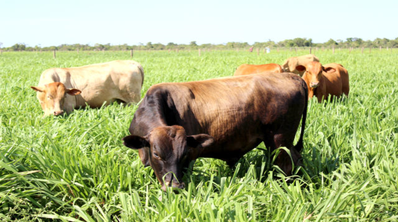 Atenção, produtor: Janela de plantio de pastagem fecha neste mês