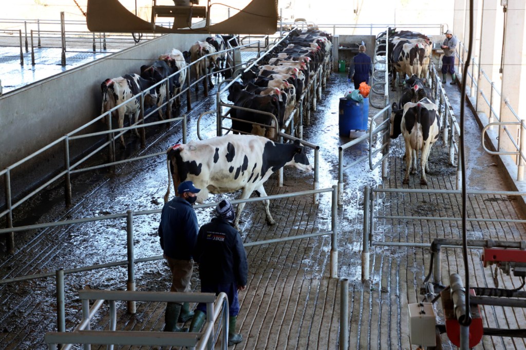 Tecnologia das cooperativas dos Campos Gerais ajuda Paraná a produzir cada vez mais leite