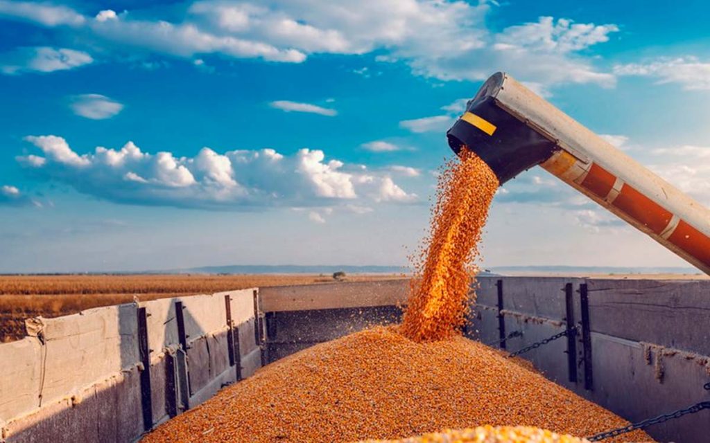 Saiba quais produtos da agropecuária paulista que tiveram o melhor desempenho