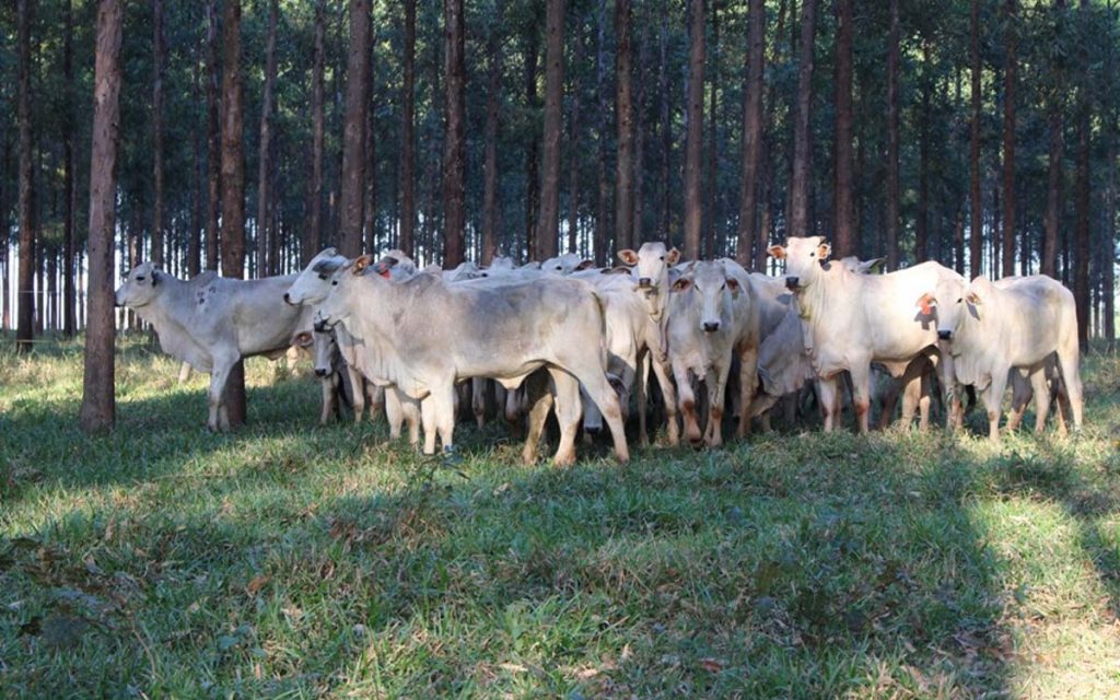 Produção de carne carbono neutro é possível com o uso de árvores em sistemas pecuários