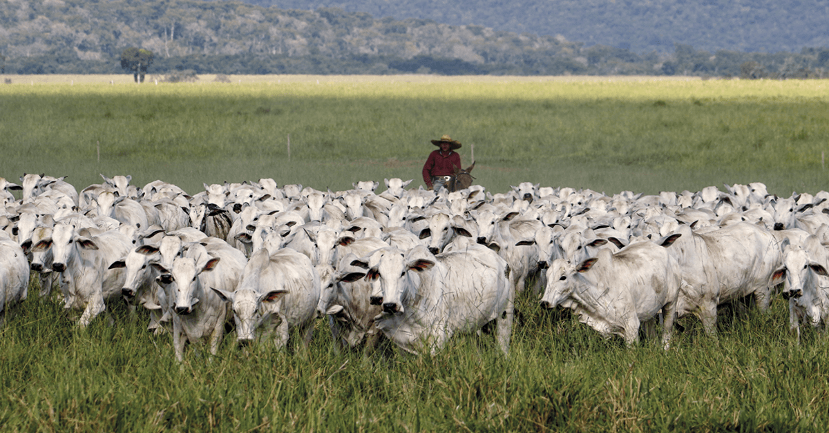 Produção de bezerros em 2023 pode não ser suficiente para a pecuária nacional, prevê presidente da Asbia