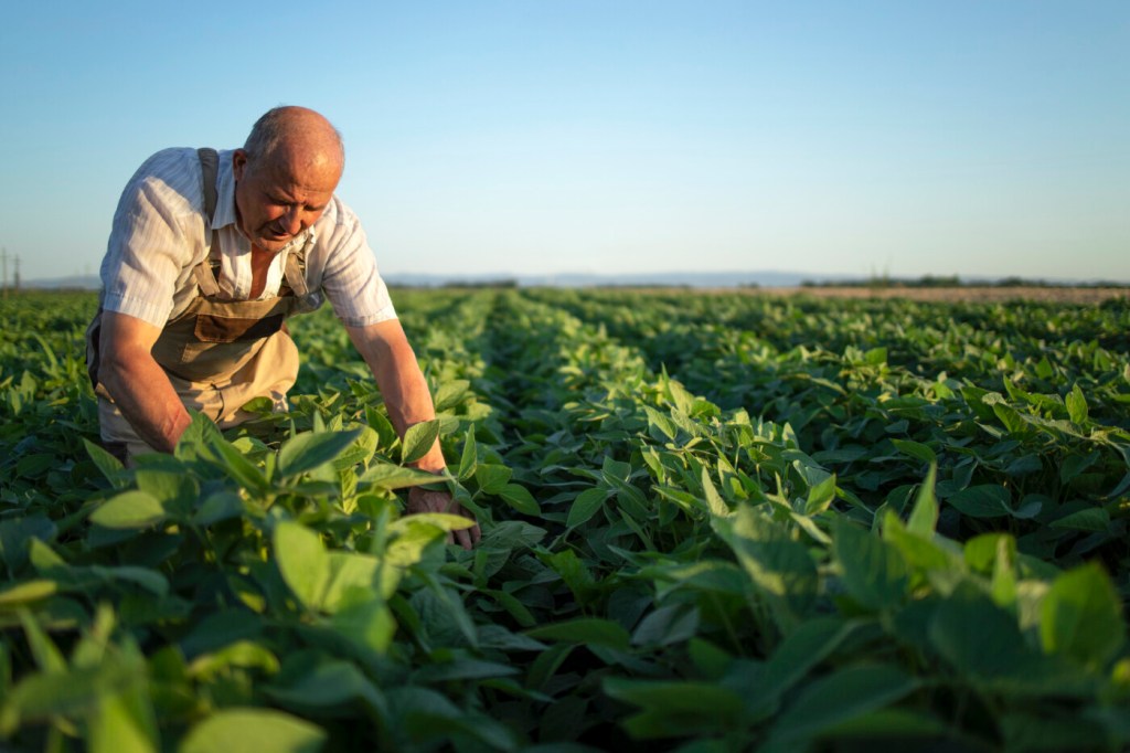 Cesb aponta oportunidade tangível de ganho produtivo nos principais Estados produtores de soja 