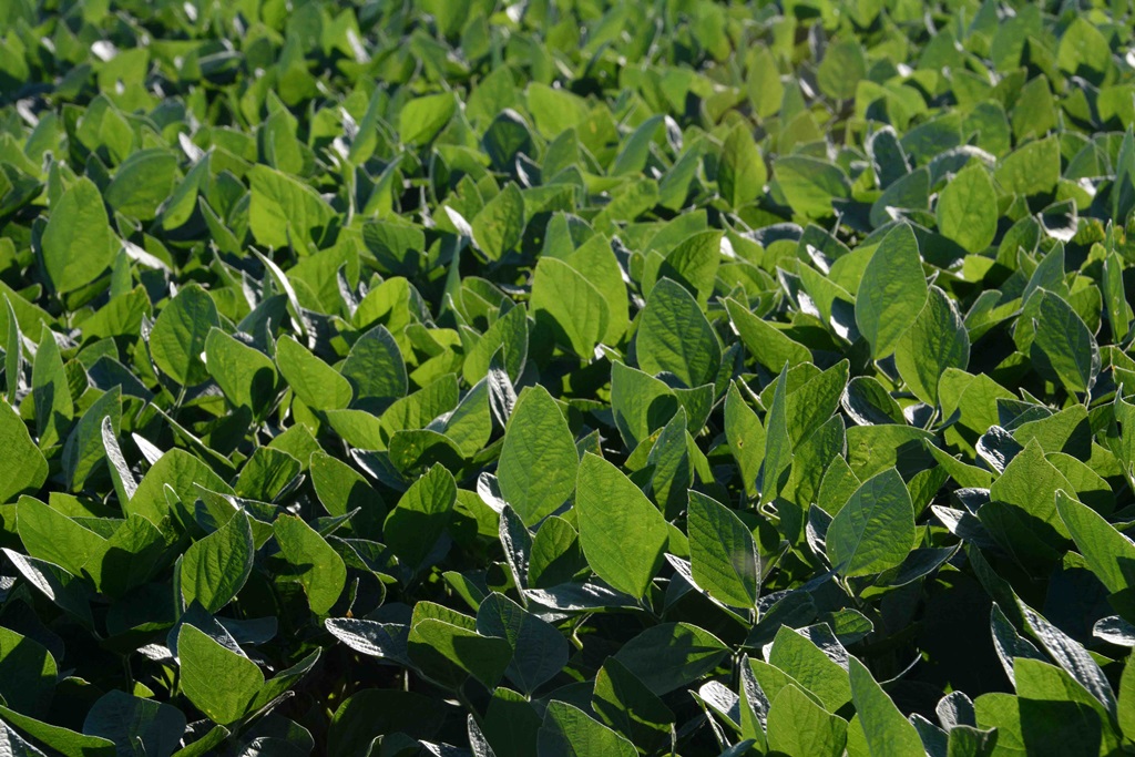 Em 40 anos, agricultura brasileira produz cinco vezes mais e área plantada sequer dobra