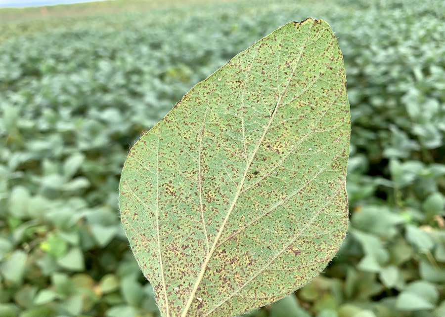 Circular Técnica aborda monitoramento de ferrugem asiática da soja no Rio Grande do Sul