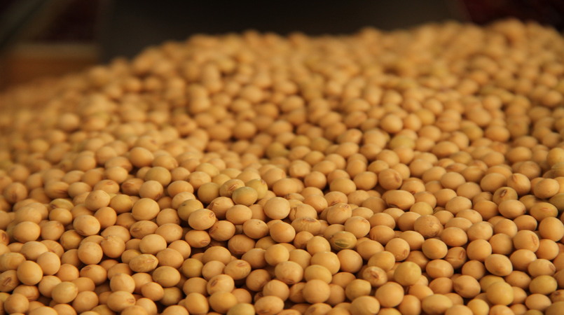 Processamento de soja cresce no 1º bimestre; exportações batem recorde