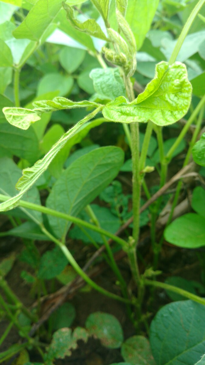 Nematoide que ataca parte aérea da planta pode causar perdas de até 100%
