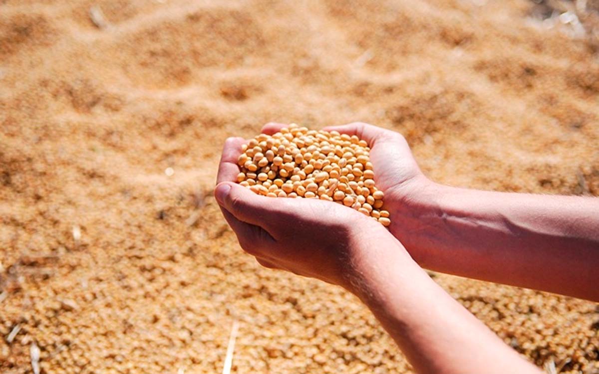 Soja tem novo calendário para plantação em GO publicado pela Agrodefesa