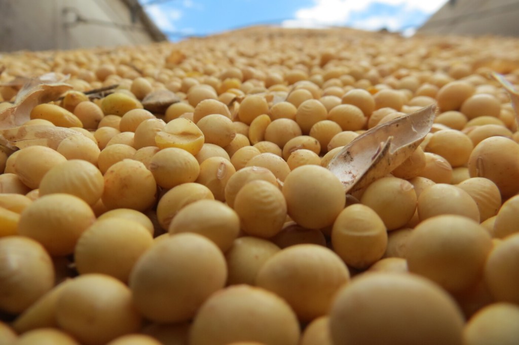 Paranaíba/MS identifica variedades produtivas e expande área dedicada à soja