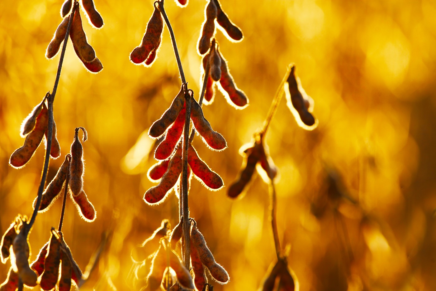 Queda externa interrompe movimento de alta dos preços da soja no Brasil