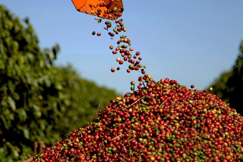 Dia Mundial do Café: Brasil se prepara para colher a safra mais enigmática dos últimos anos