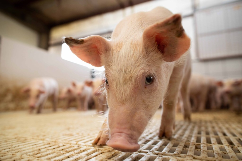 Divulgados relatórios do Projeto Campo Futuro de aves e suínos em Santa Catarina