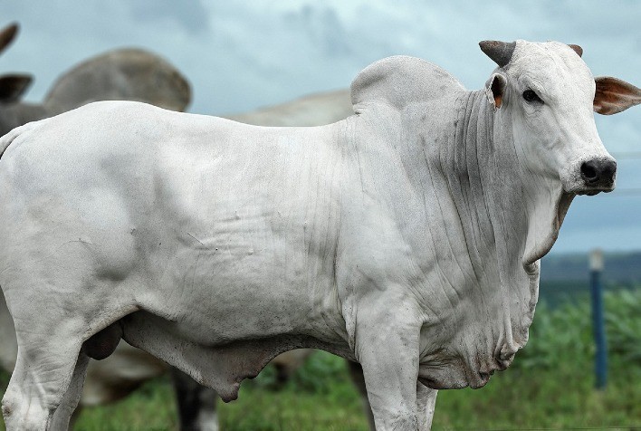 Boi gordo fecha semana com nova queda na arroba