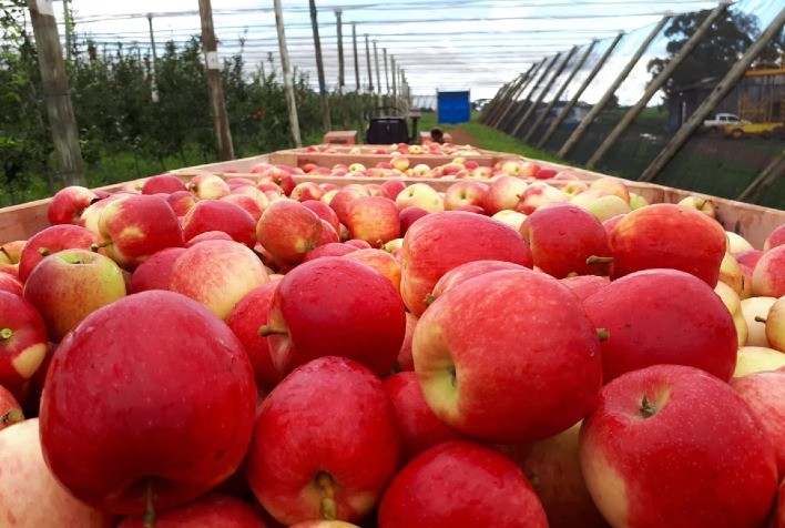 Produção de maçã deve crescer 2,7% nos Estados Unidos