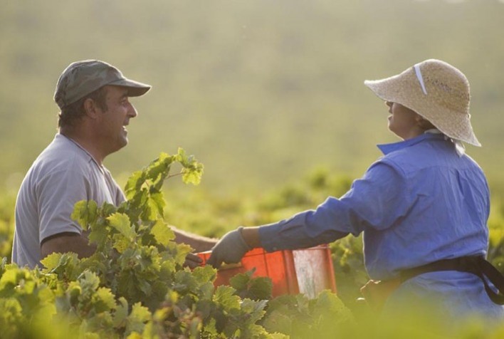 MERCADO DE TRABALHO: População ocupada no agronegócio cresce e recupera perdas causadas por covid-19